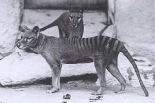 Tasmanian tigers or thylacines went extinct in 1936.