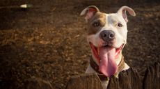 Dog with bad dog breath with mouth open and tongue out