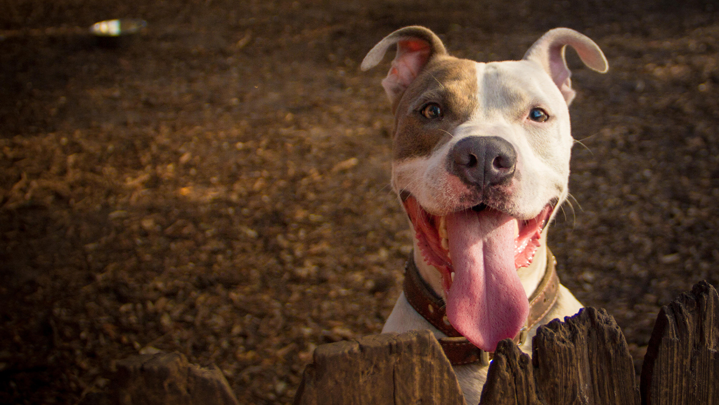 Dog with bad dog breath with mouth open and tongue out