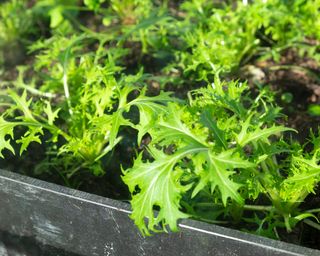 Leaves of mizuna greens growing in plastic container in greenhouse in winter