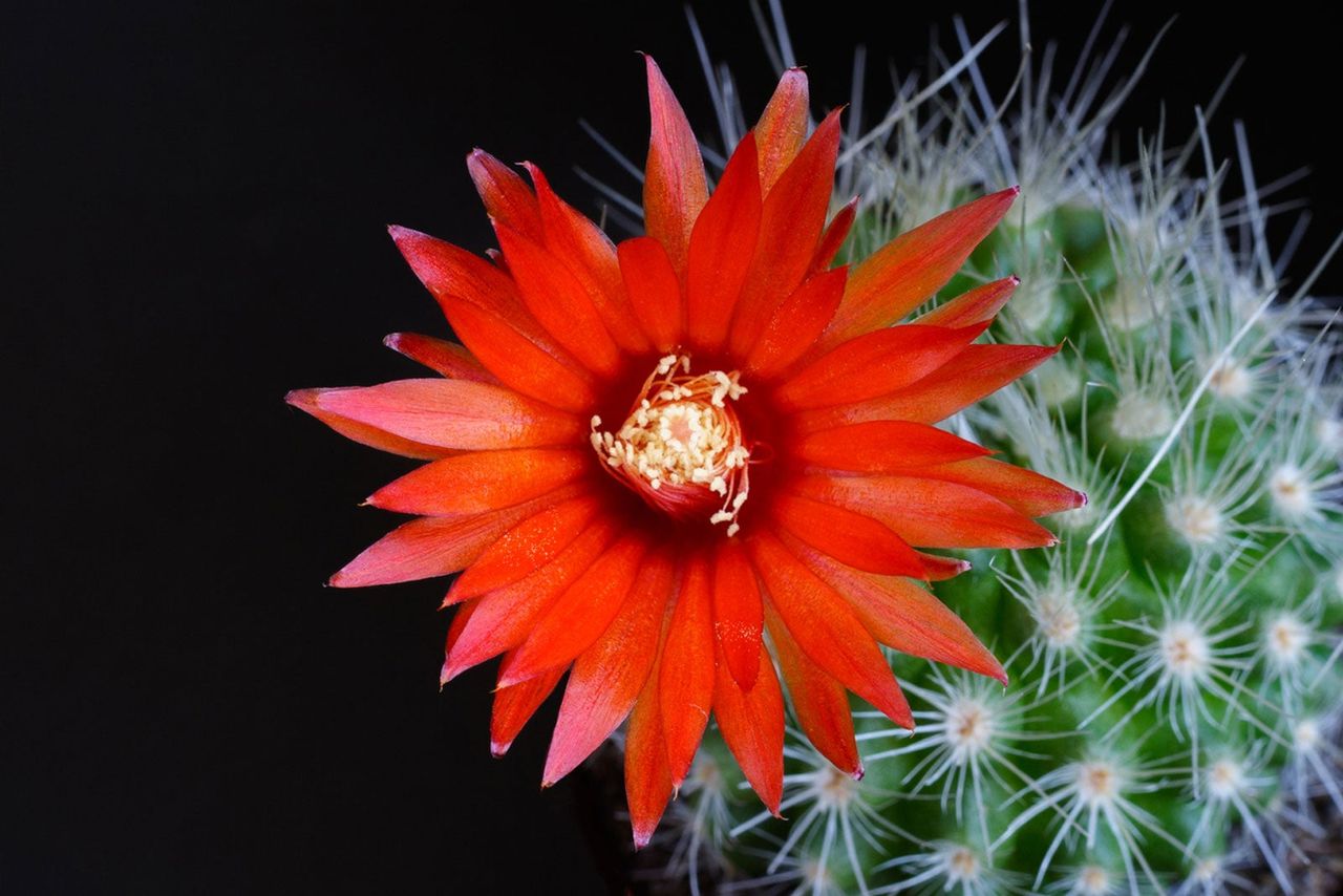 Golden Star Cactus Plant