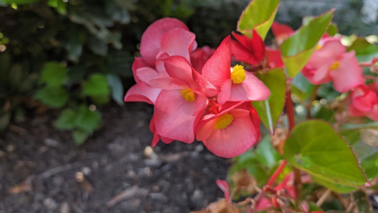 Google Pixel 11 Pro Fold REVIEW Photo Samples