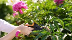 A gardener pruning in summer with a pair of pruning shears