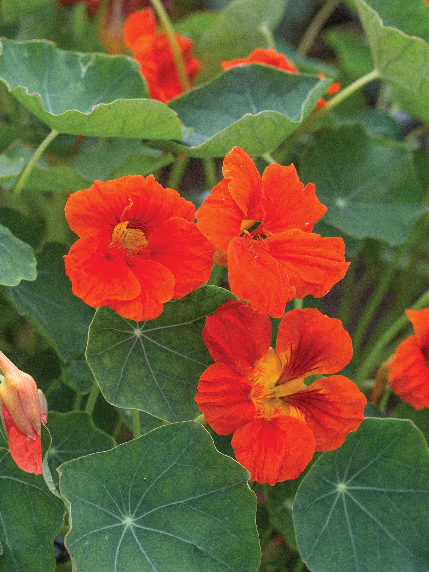8 Flowers You Can Eat That You Can Grow in Your Own Yard | Livingetc