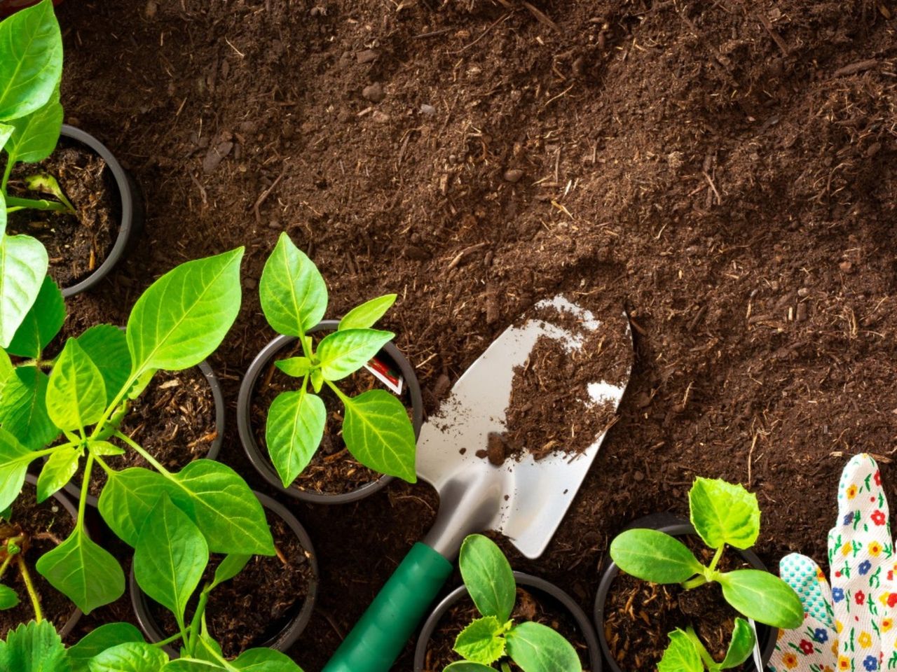 Shovel Next To Individually Potted Plants Going Into Soil