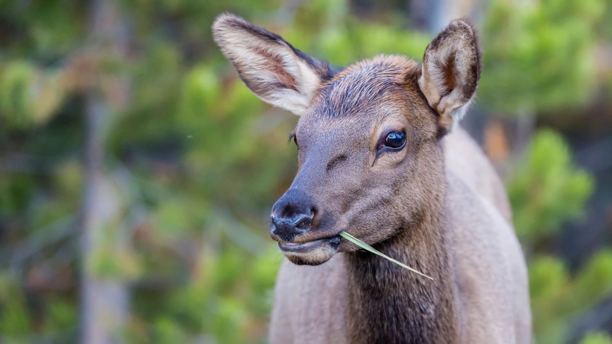 Elk chomps careless tourist's fingers at Rocky Mountain National Park