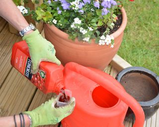 Using tomato fertiliser to feed summer annuals in containers