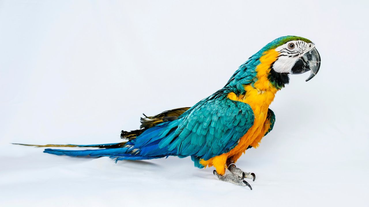 A parrot