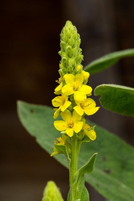 Yellow Flowered Mullein Plants