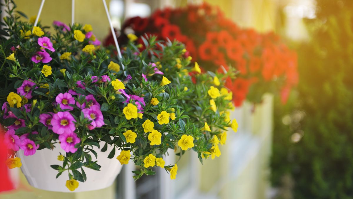 7 best plants for hanging baskets