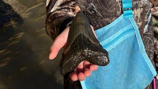 9-year-old Molly Sampson holds the 5-inch megalodon tooth she discovered at Calvert Cliffs State Park in Maryland.