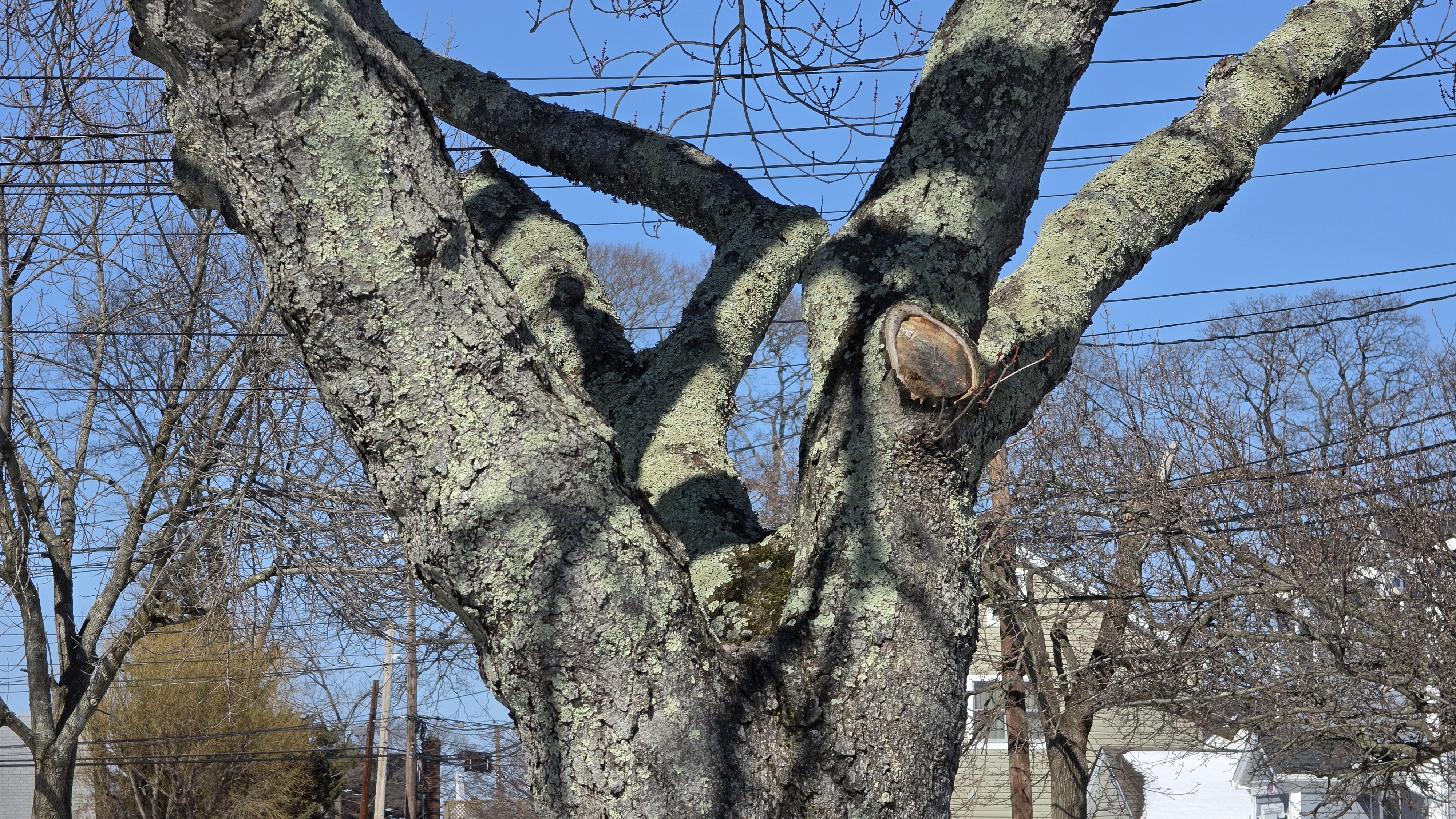 Samsung Galaxy S26 Ultra