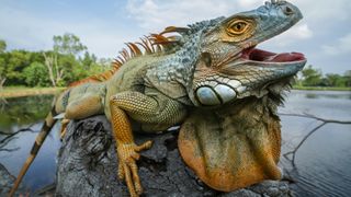 A close-up of an iguana