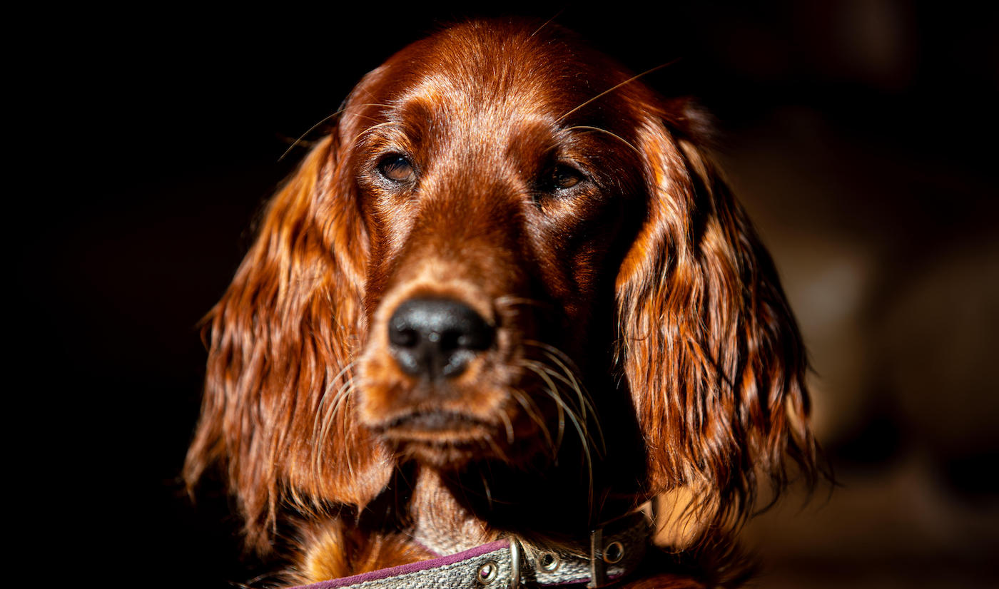 Head shot of Irish Setter