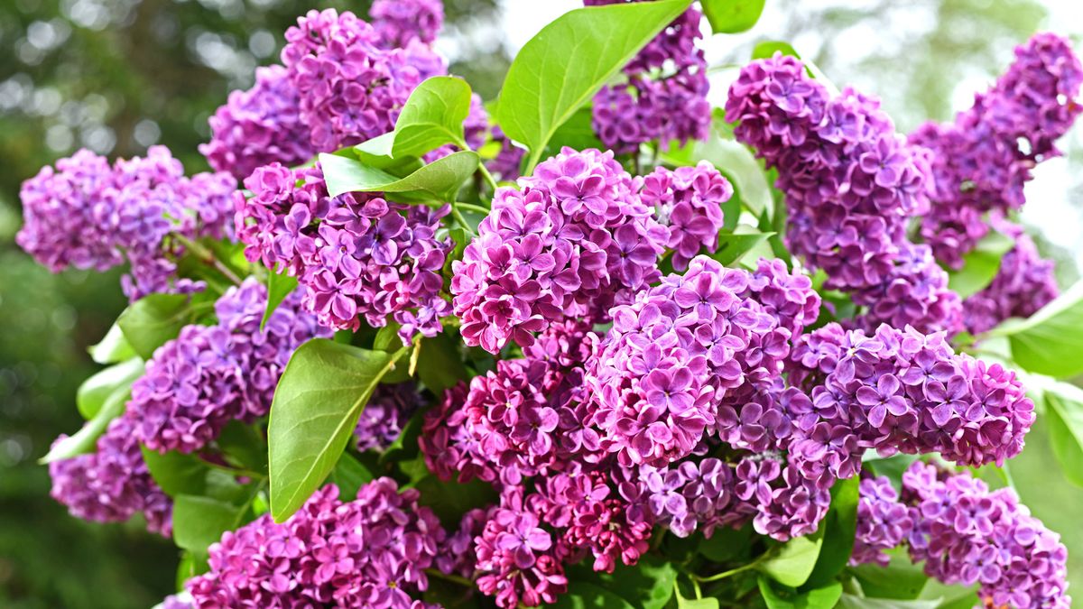 These 8 Plants Shouldn’t Work in Containers – But They Flourish if You Want Tall Flowers and Cropping Giants in Small Spaces