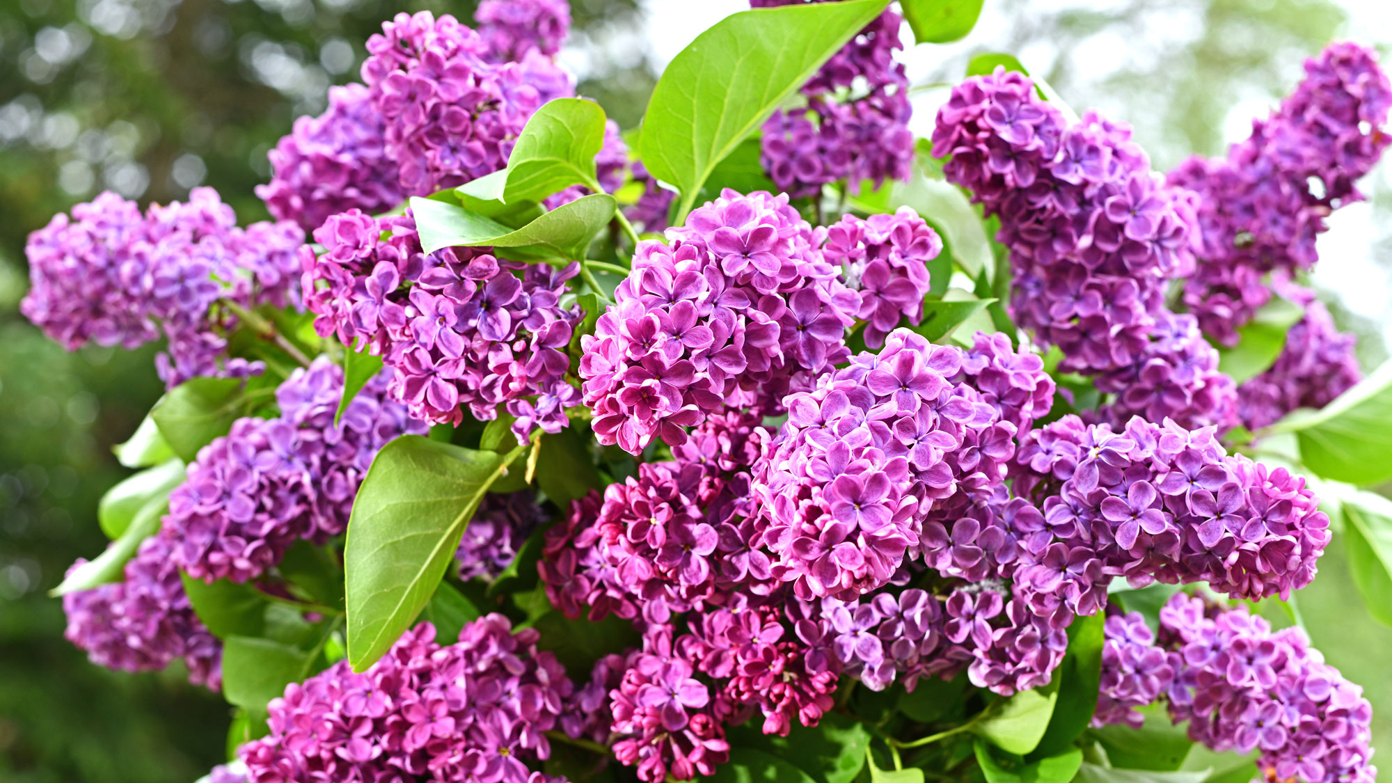 purple lilac with lush flower heads and green leaves