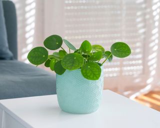 chinese money plant in pale blue pot
