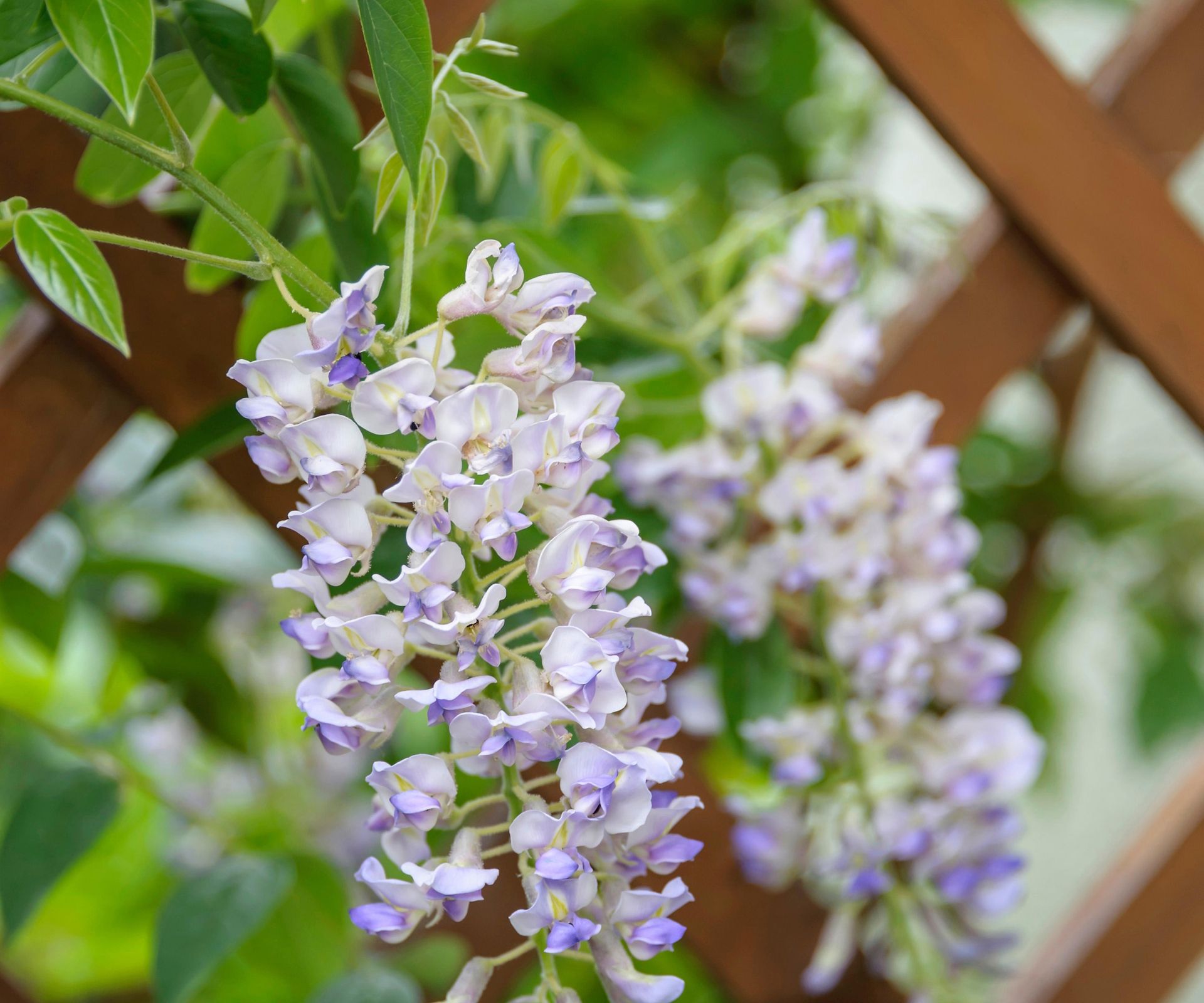 Kentucky wisteria, or Wisteria macrostachya, with pale lilac blooms in a sunny garden
