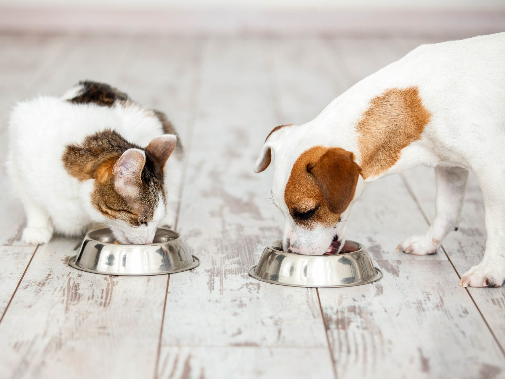 Dog and cat eating from silver bowls