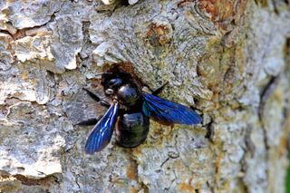 how to get rid of carpenter bees: a carpenter bee on a tree trunk