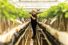 Kim Chalmers checking vines