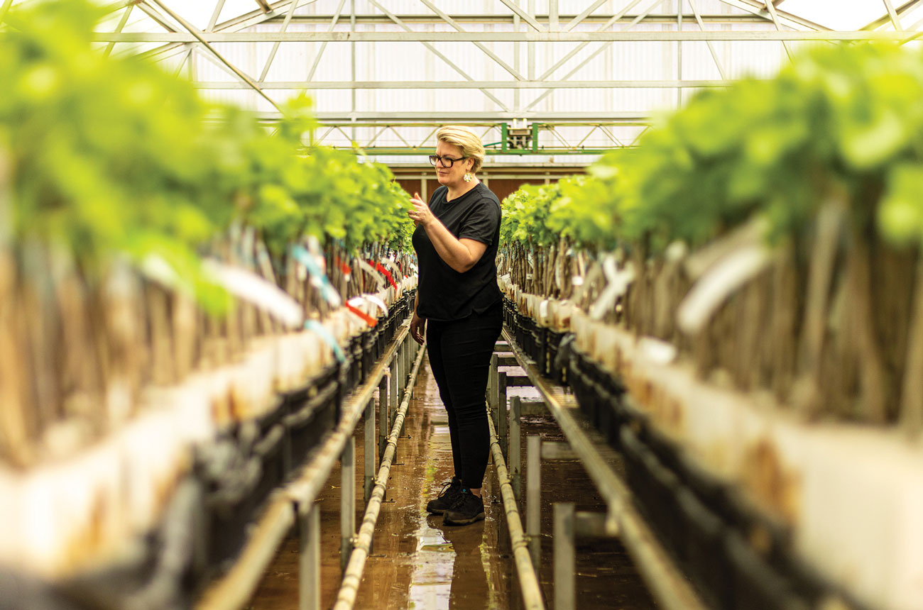 Kim Chalmers checking vines