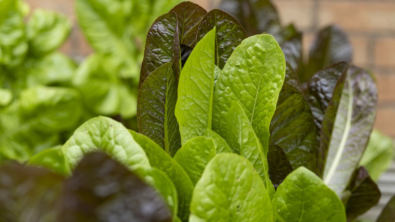 Red and green lettuce leaves growing in a raised vegetable bed