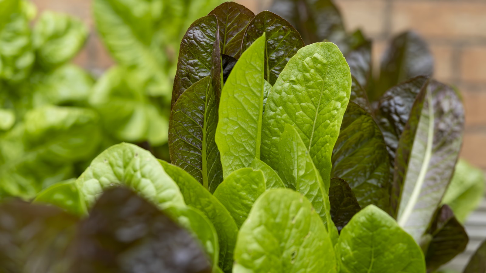 Red and green lettuce leaves growing in a raised vegetable bed