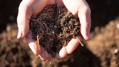 open hands holding soil 