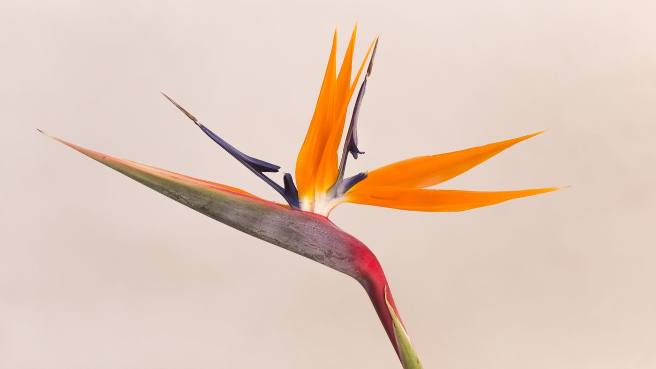 Bird of paradise 