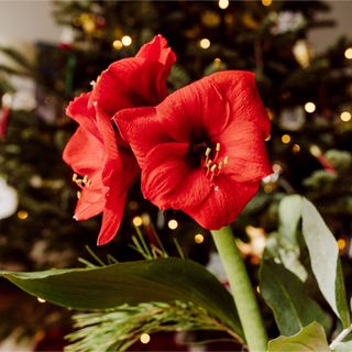 Red amaryllis flowers in front of Christmas tree