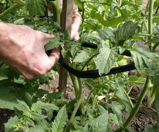 Using cloth to tie a rose plant