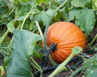 pumpkin growing among the leaves in a garden
