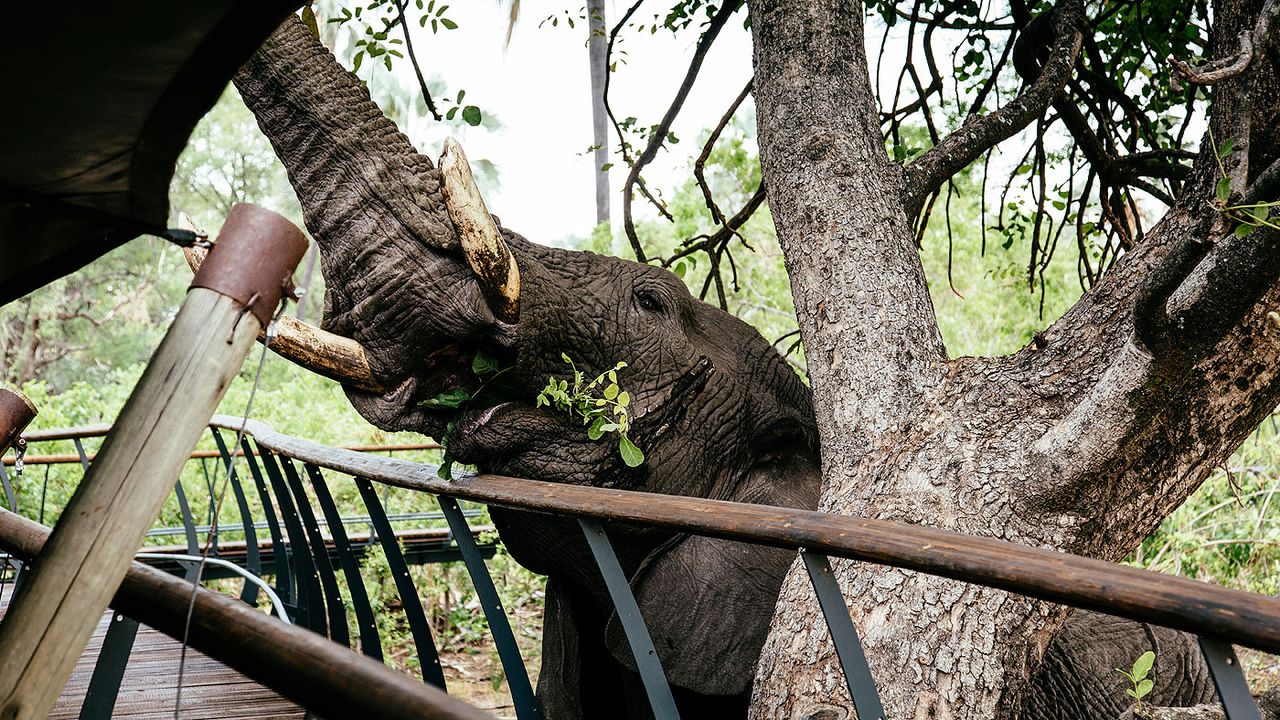 Okavango Delta elephant