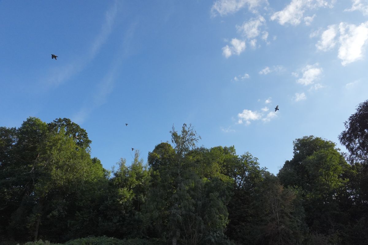 A photo taken on a Sony RX10 V bridge camera