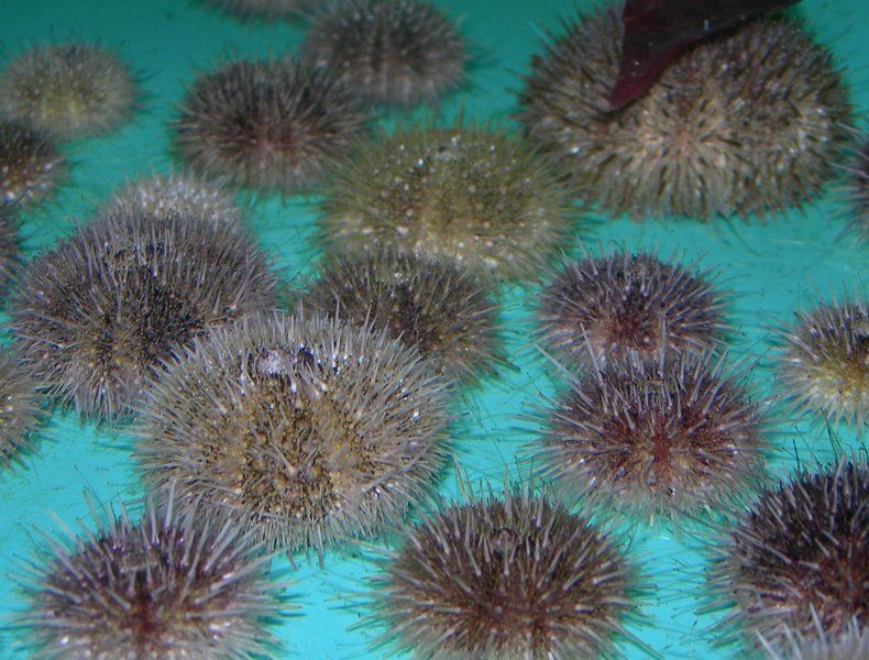 Green sea urchins