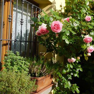 Herbs growing in pots on a windowsill next to a climbing pink rose as companion plants