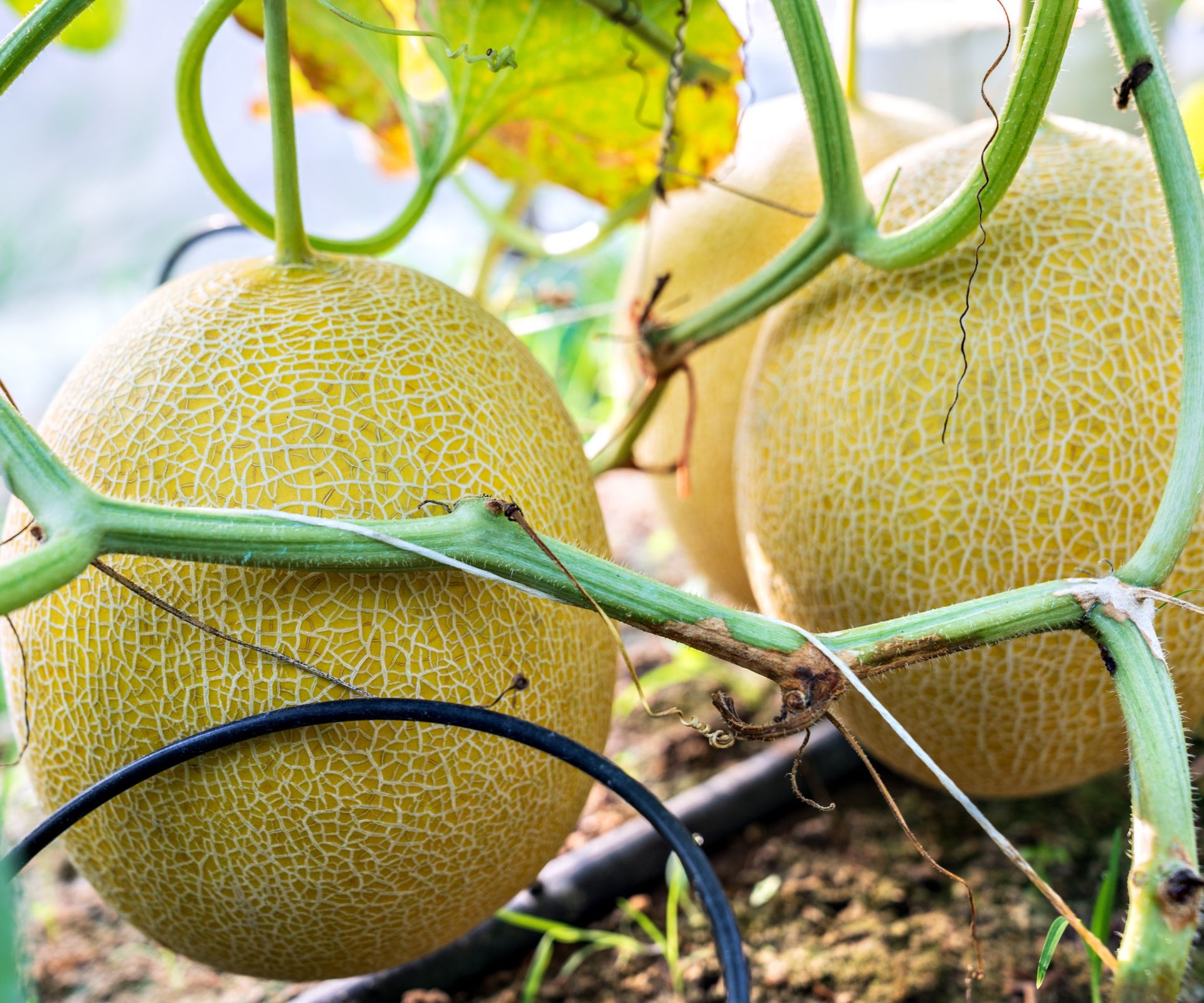 When to pick cantaloupes: expert tips for harvesting melons | Homes and