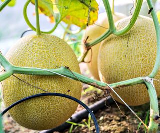 Cantaloupe melons growing on the vine