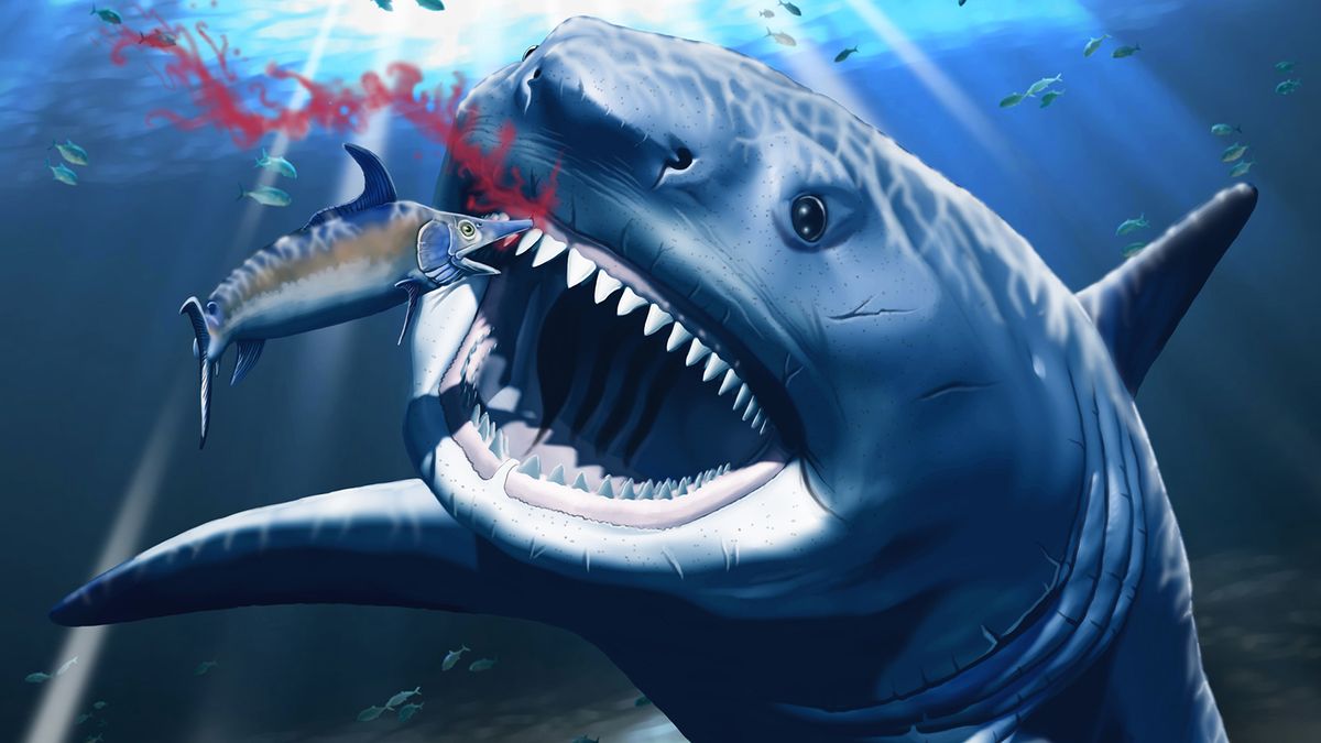 In an artistic reconstruction, Otodus megalodon feeds upon an ancient swordfish millions of years ago. A puncture injury may have caused the abnormal development that scientists documented in the big shark&#039;s tooth.