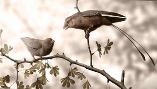 ancient beaked bird reconstruction