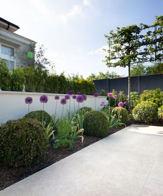 Pale stone pavers edged with topiary and purple aliums illustrating how to make a small garden look bigger.