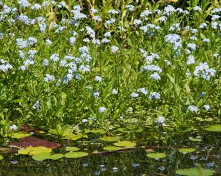 Water Forget-me-not, Myosotis scorpioides in wildlife pond
