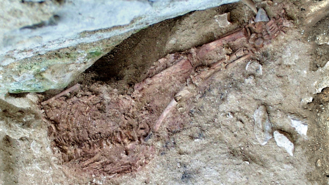 Skeleton of a Neanderthal-human hybrid emerging from the ground of a rock shelter