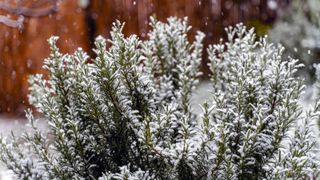 a rosemary bush in the snow