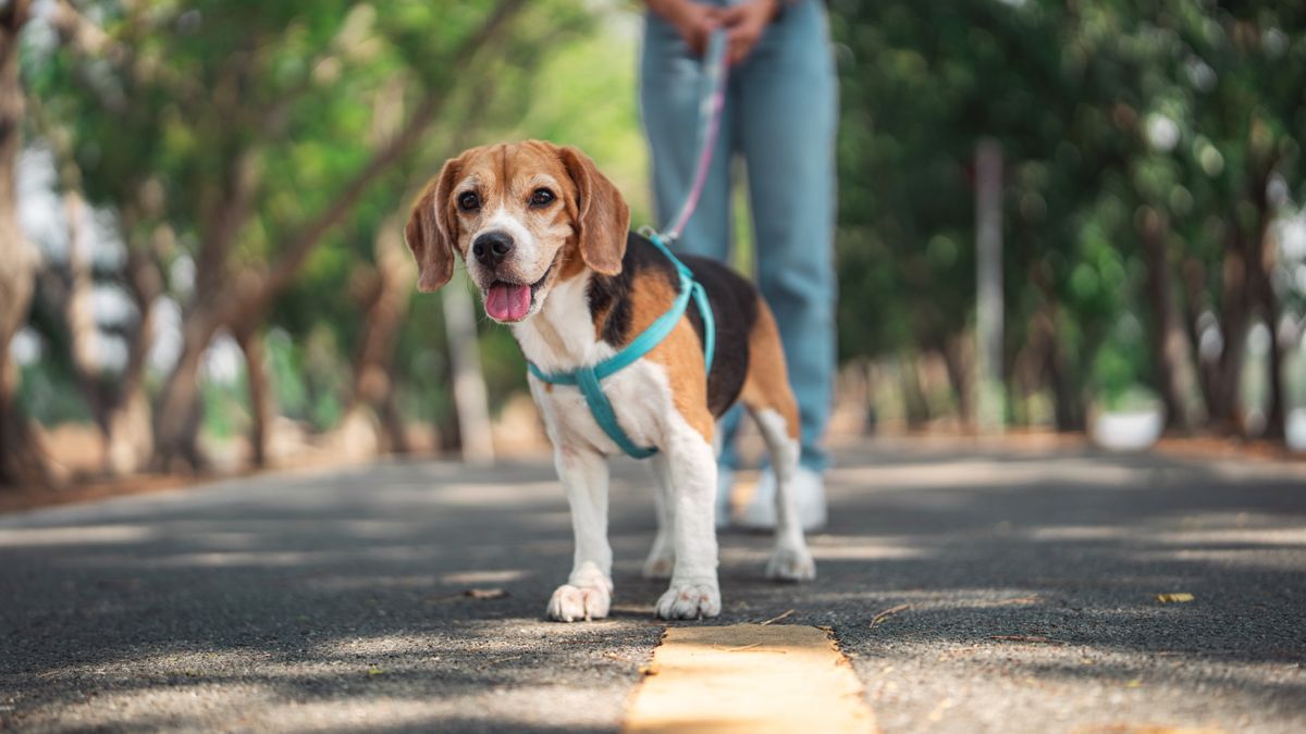 Beagle dog being taken for a walk