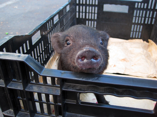 Piglet in a crate