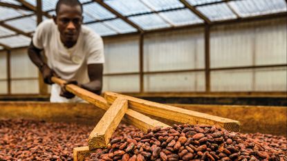 Cocoa bean drying rack