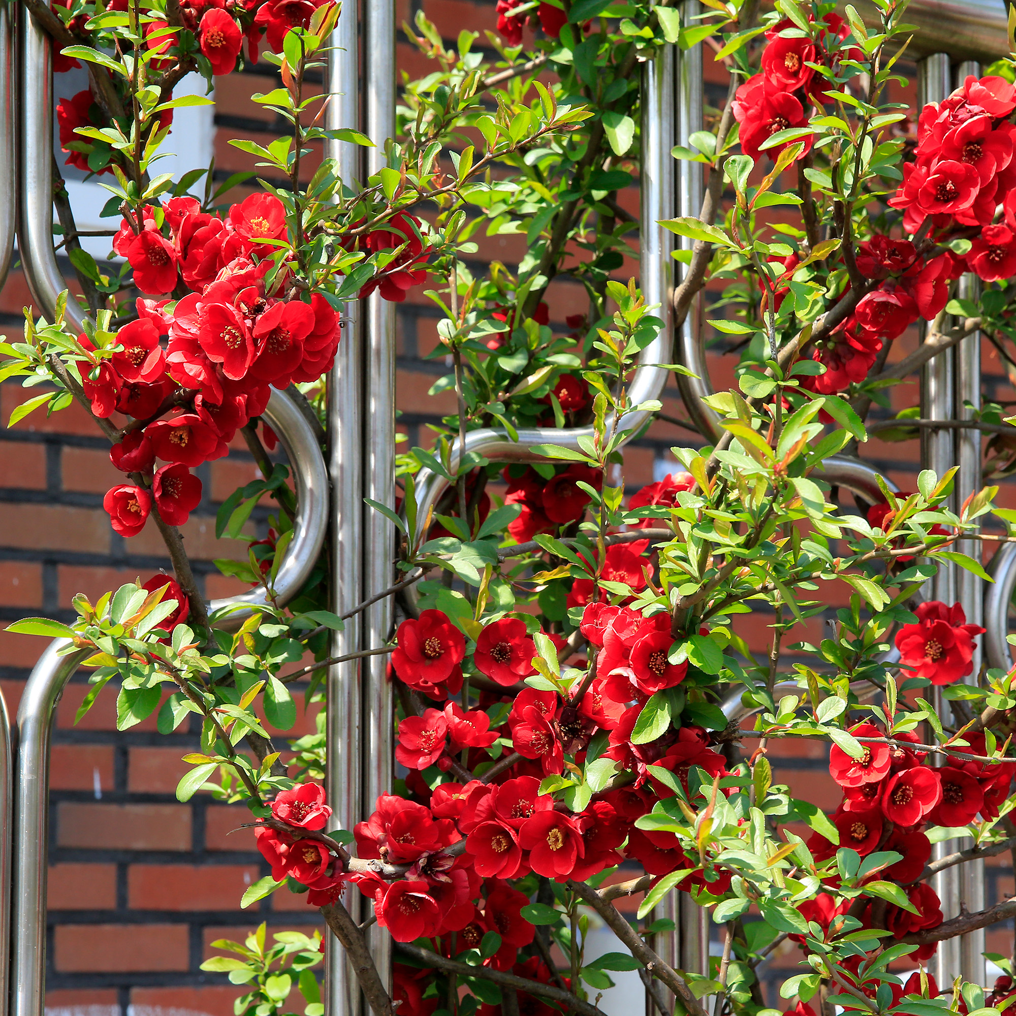 japanese quince growing on a metal frame