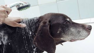dog being rinsed in bath